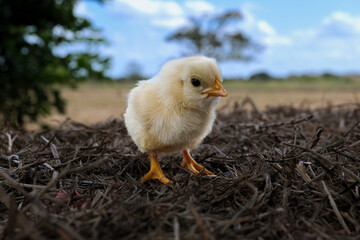 A small chick walking over some haystack.