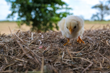 A small chick looking down over a haystack.