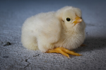 A small chick sitting.