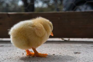 A newborn chick resting.