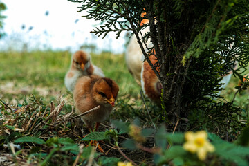 2 little chiks and a chicken in a ranch