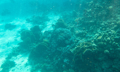 Coral reef at the bottom of the Red Sea.