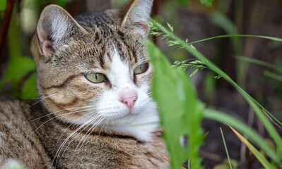 Naklejka na ściany i meble Portrait of a cat in green grass