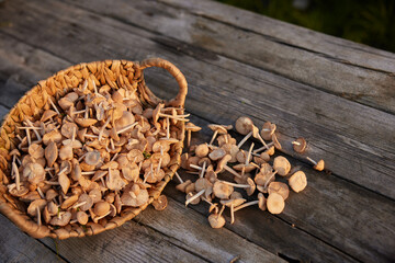 a basket of mushrooms stands on a wooden table on the street