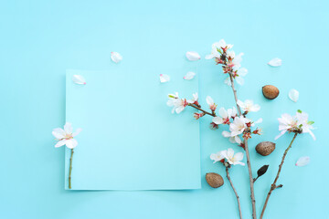 image of spring white almond blossoms tree with copy space over blue pastel background