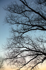 Bare tree branches at sunset. Nature background.