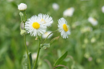 Obraz premium ハルジオン