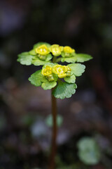 Chrysosplenium alternifolium, known as the alternate-leaved golden-saxifrage, an early spring flower from Finland