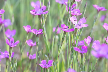 Dianthus deltoides, commonly known as Maiden pink, wild flower from Finland