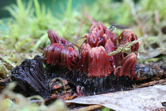 Stemonitis axifera, known as the chocolate tube slime mold, myxomycete from Finland