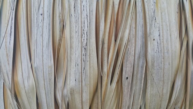 close up of a pile of straw. Nipa Palm Leaf background.