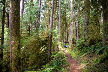 Adventurous athletic male hikers, hiking along a forest trail in the Pacific Northwest.
