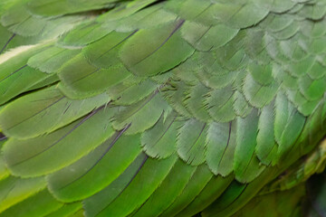 Naklejka premium detail shot of the green plumage of a red-lored parrot 
