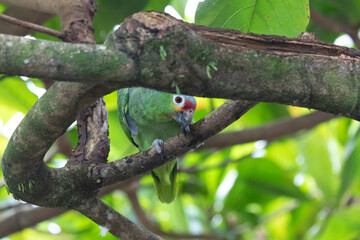 a red-lored parrot looks down curiously from the branch of a tree