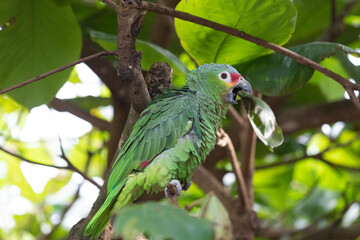 red-lored parrot puffs himself up while sitting on the branch of a tree and looking down