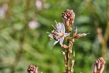 Branched Asphodel: A species of asphodel also known as King's Wand, King's Staff and Small Asphodel, its botanical name is Asphodelus Ramosus. Bee on flower collecting pollen