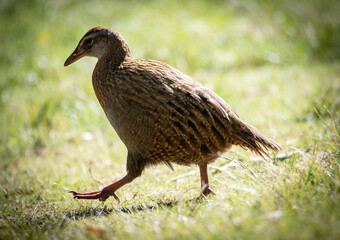 NZ Birds in sanctuary, Kapiti Island, Rare birds 
