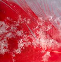 Red feather on white snow in winter. Close-up
