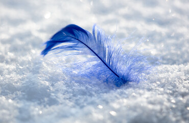 Blue feather on white snow in winter. Close-up