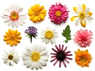 Set of different beautiful flowers isolated on white background. generative ai