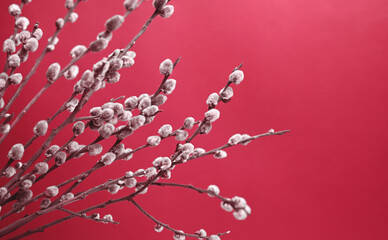 Spring and easter background.Twigs of willow with catkins on a pink background. Image toned in color of the year 2023 Viva magenta. © Yuliia