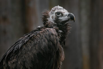 Cinereous vulture