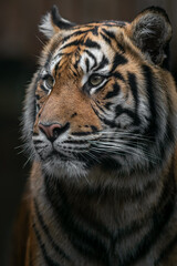 Sumatran tiger