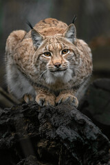 Eurasian lynx
