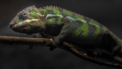 Panther chameleon