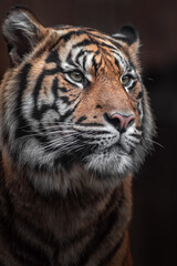 Sumatran tiger