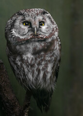 Boreal owl