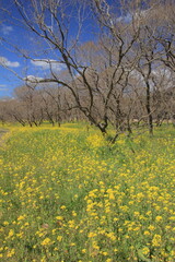 Obraz premium 高知県 入田ヤナギ林の菜の花畑
