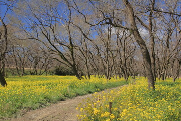 Obraz premium 高知県 入田ヤナギ林の菜の花畑