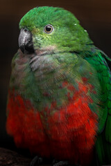 Australian king-parrot