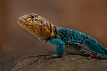 Agama Lionotus Dodomae