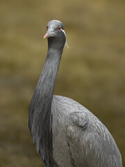 Demoiselle crane