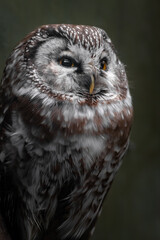 Tengmalm's owl