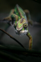 Panther chameleon
