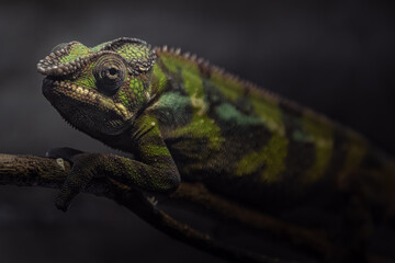 Panther chameleon