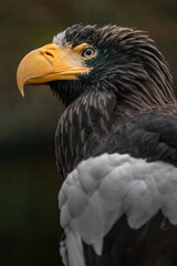 Steller's sea eagle