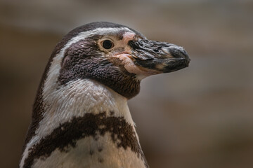 Humboldt penguin