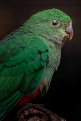 Australian king parrot