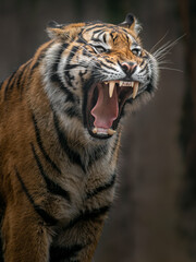 Sumatran tiger