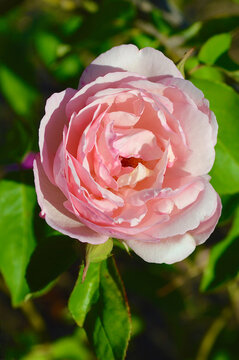 A pink rose in the garden sunshine. Duchesse de Brabant is a tea rose from France, 1857.