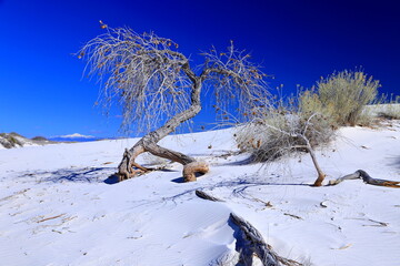 Tree (Rio Grande Cottonwood) at the White Sands National Park in New Mexico, USA - obrazy, fototapety, plakaty