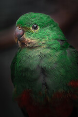 Australian king parrot