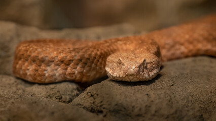 Cyclades Blunt-nosed Viper