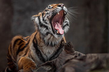 Sumatran tiger