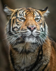 Sumatran tiger