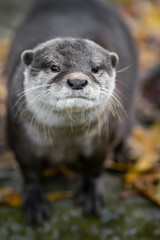 Asian small-clawed otter